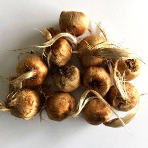 پیاز زعفران درشت بسته 4 کیلویی